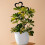 Quick Install Artistic Heart Shape Iron Frame for Climbing Plant 5