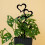 Quick Install Artistic Heart Shape Iron Frame for Climbing Plant 6