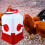 Poultry Watering Device With Automatic-Chicken cube bucket 3
