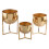 Multipurpose Garden Stand Support with Shelves for Plant-S 2