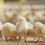 Health Chicken Nipple Waterer Safe Drinking System For-Style1 5