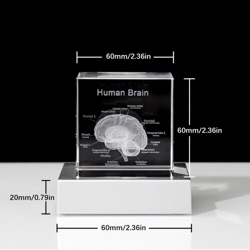 Visually Appealing 3D Crystal Head Anatomy Model-single crystal 2
