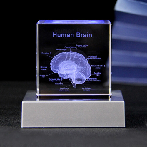 Visually Appealing 3D Crystal Head Anatomy Model-single crystal 1