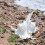3.93" to 4.72" Large Natural Conch Shell Fish Tanks Hideouts 7