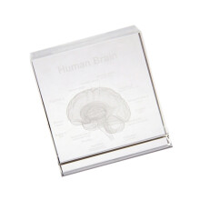 Visually Appealing 3D Crystal Head Anatomy Model-single crystal