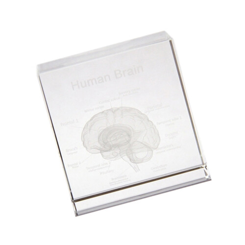 Visually Appealing 3D Crystal Head Anatomy Model-single crystal