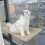 Cat Window Bed, Heavy Duty Kitten Perch, Soft Hammock, 4 Suction Cups, Cream 5