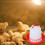 Spill Proof Chicken Feeder And Waterer Set Leak-Style5 5
