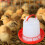 Spill Proof Chicken Feeder And Waterer Set Leak-Style5 6