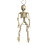 Life Size Posable Halloweens Skeleton Sturdy Plastic-S 1