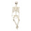 Flexible Joint Skeleton Decoration For Outdoor Haunting-L 6