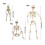 Full Body Halloweens Skeleton With Flexible Joints Sturdy-L 4