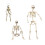 Full Body Halloweens Skeleton With Flexible Joints Sturdy-L 2