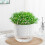 Automatic Watering Plant Pot Transparent-Transparent color 2