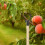 Space Saving Branch Support Plant Staking Tool Fit for-8 5
