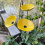 Bright Flower Bees Watering Stake Compacts Bees Habitat-Blue 5