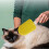 Katzenkamm  Pet Massage Comb with Ergonomic Handle, Yellow 2