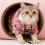 Comfortable Protective Cats Clothing with Fleece Lining for-XL 5
