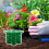 Clear Observation Seedling Starter With-9 holes 8.2x8.2x4.8c 4