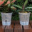 Pack of 6 Automatic Watering Transparent Plant Pots for Root 6