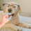 12Pcs Dog Finger Toothbrush Multi-Color Polyester Safe for Small Pets 4