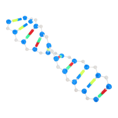 4Pcs DNA Model For Students Double Helix Biology Genetics Teaching 1