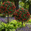 Pack of 2 Realistic Artificial Lavender Bushes Resistant-Red 4