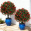 Pack of 2 Realistic Artificial Lavender Bushes Resistant-Red 2