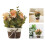 Rosa arancione artificiale in vaso 10,5  10,5  8 cm 10