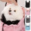 Large Capacity Breathable Pet Carrier Backpack with Strap and Sightseeing Window for Cats 5