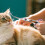 Professional Dog Grooming Scissors for Cats 3