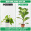 Regulable Plant Support Stick Bendable For Climbing Plant Potted 6