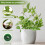 2lots Durability Plant Stand for Climbing Flowers Rusts-White 6