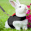 Rabbit Harness and Leashes, Escape Proof, Lightweight Set, Kitten Black S 2