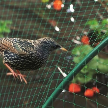 Pond Netting 2 m x 5 m, Heavy Duty Mesh Cover for Koi Ponds, UV Protected, Reusable AntiBird Netting for Plants