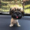 Ελατήρια BobbleHead υψηλής αντοχής, φιλικό προς το χρήστη σχεδιασμό, αξιόπιστη 4
