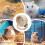 Hamster Wheel  Silent Wheel  Hamster Exercise Wheels BASIC  Super Silent Running Wheels  Adjustable Hamster Stand  Quiet 3