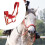 Horse Halter for Effective Training on the Riding Area, Red, M 4
