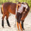 Horse leg wraps set, 4piece, protection for jumping training 2