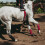 Durable AntiChafing Equine Leg Protectors With Elastic-Red 2pcs 5