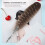 Σετ δώρου στυλό Retro Feather, στυλό καλλιγραφίας με απαλή γραφή, εξαιρετική 7