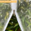 Bird Netting for Fruit Trees Mesh Bag with Drawstring Garden-B 5