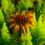 Traditional Container Outdoor Feature Stake Nature Aware 7
