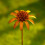 Traditional Container Outdoor Feature Stake Nature Aware 5