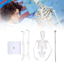 Miniatura de esqueleto humano para estudo médico, com braços e pernas articulados, estrutura realista com suturas visíveis, ferramenta para sala