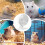 Silent Hamster Wheel, Adjustable, Transparent Design, 18 cm, for Small Animals 4