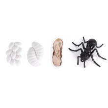 Insect life cycle Educational figures Ants Growth Model Toy for school projects made of vinyl material (2) 2 2