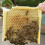 Foam Bees Box Versatile Bees Mating Box Beekeeper Case Queen 5