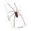 Realistic Spiders Fridge Magnets Magnetic Spiders-brown 2