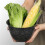 Simple Salad Bowl Lettuces Dish Practical Salad Container-17cm 4